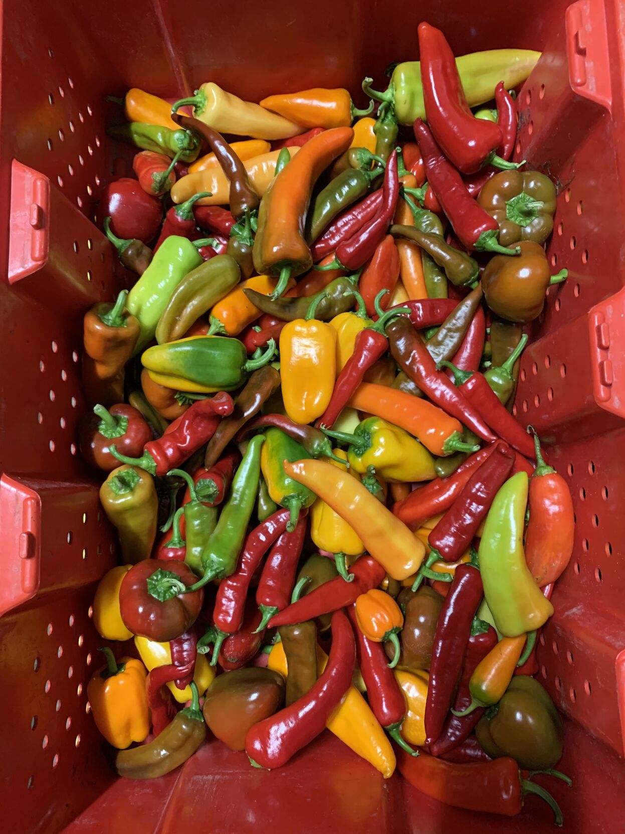 Peppers 9 AAS cv